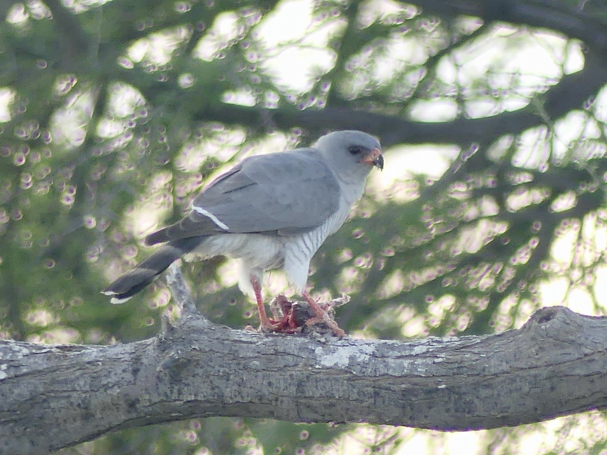 Gabar Goshawk - ML646754700