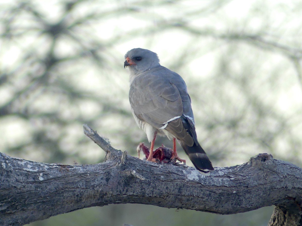 Gabar Goshawk - ML646754701