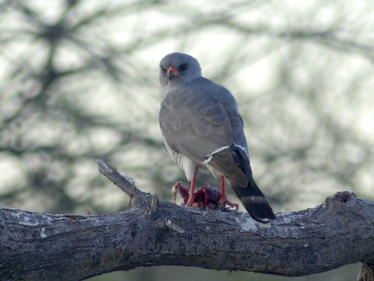 Gabar Goshawk - ML646754702
