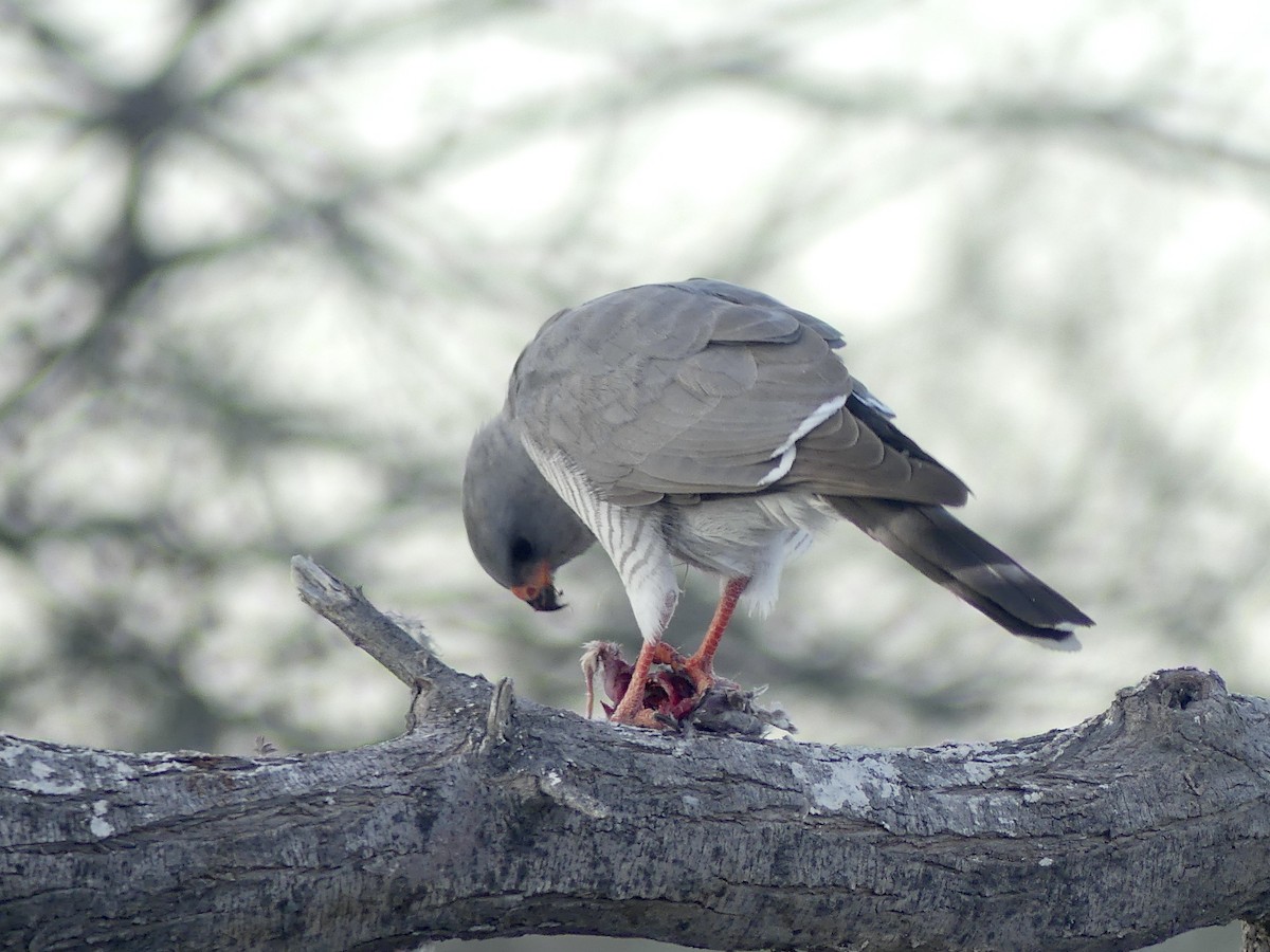 Gabar Goshawk - ML646754703
