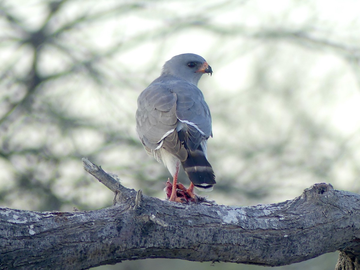 Gabar Goshawk - ML646754704