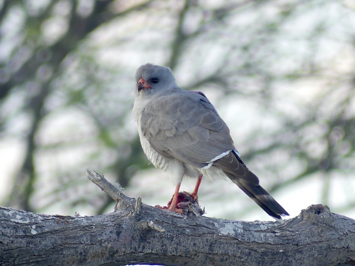 Gabar Goshawk - ML646754705