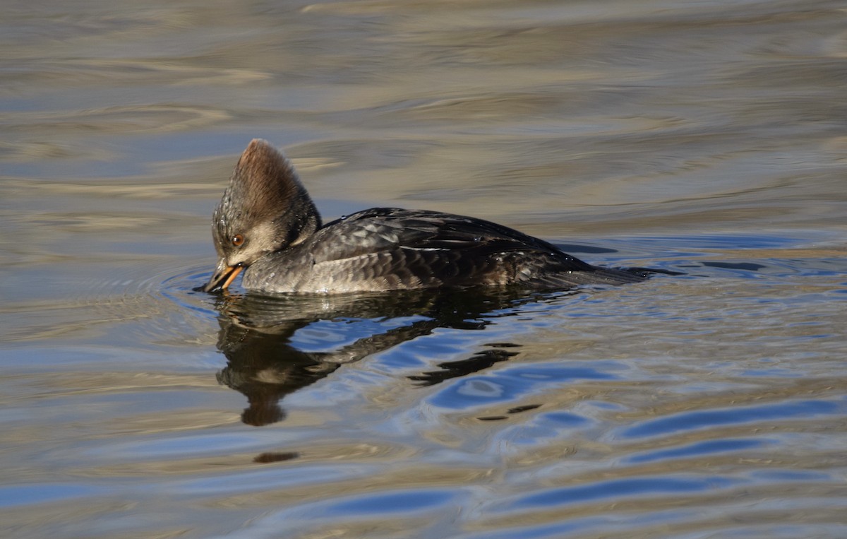 Hooded Merganser - ML646754706