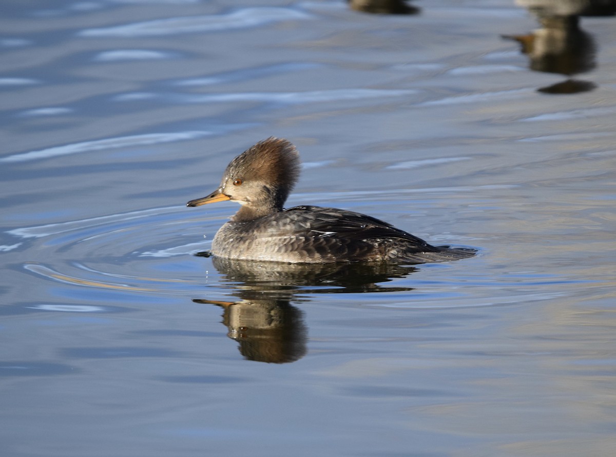 Hooded Merganser - ML646754707