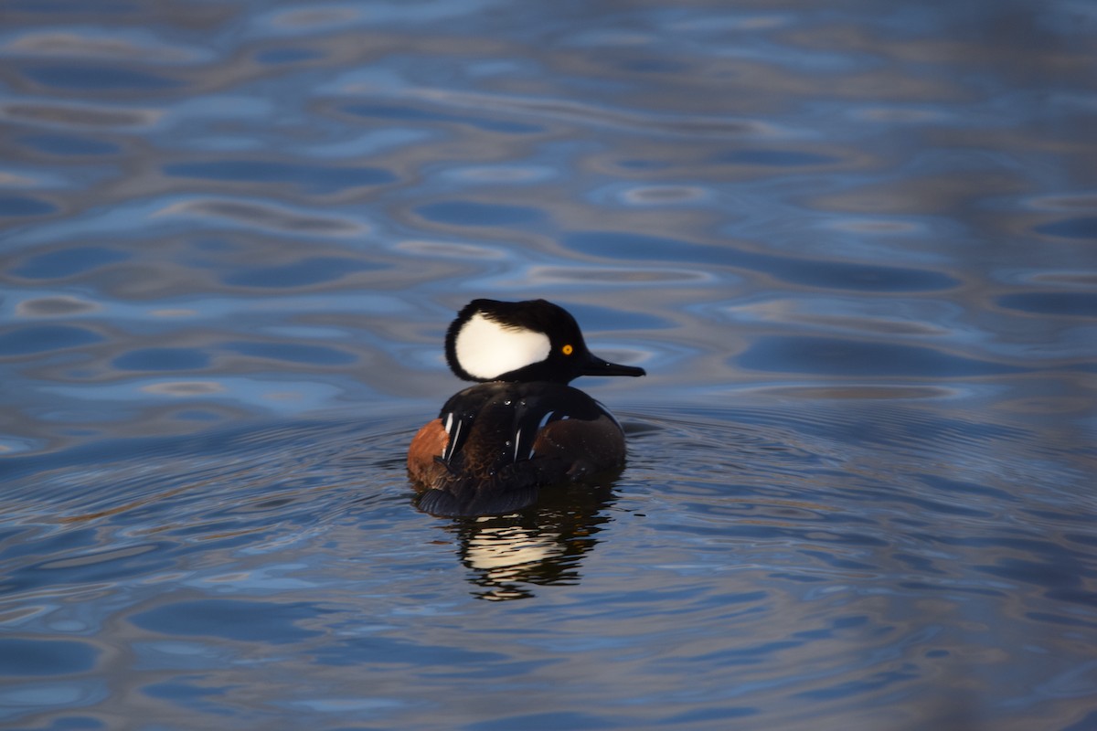 Hooded Merganser - ML646754708