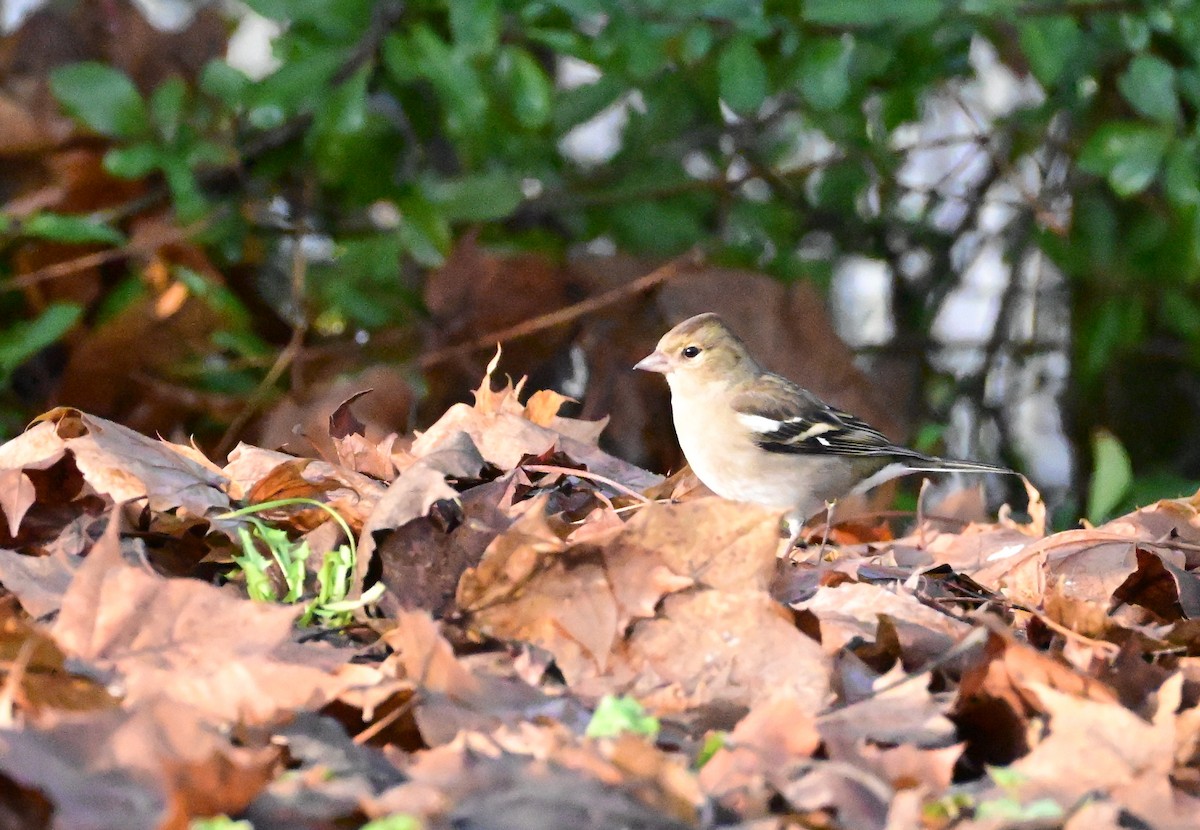 Buchfink - ML646754709