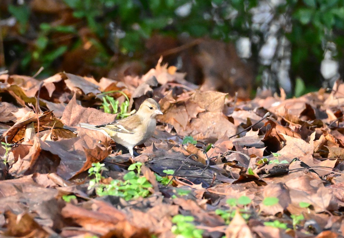 Buchfink - ML646754710