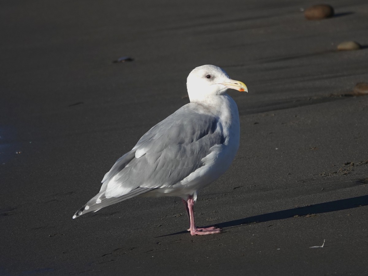 Glaucous-winged Gull - ML646754711