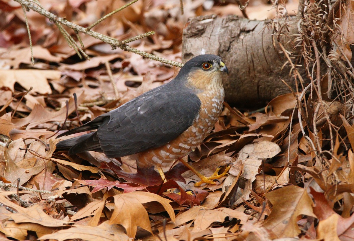 Sharp-shinned Hawk - ML646754712