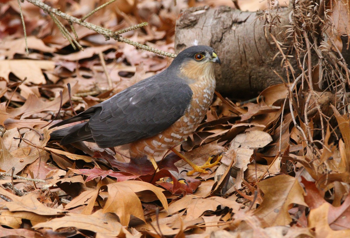 Sharp-shinned Hawk - ML646754713