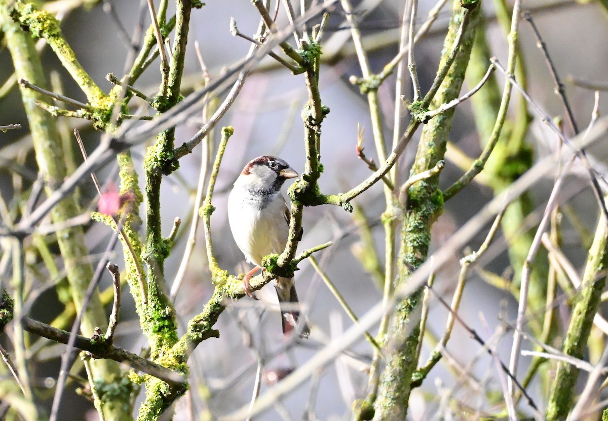 Haussperling - ML646754714