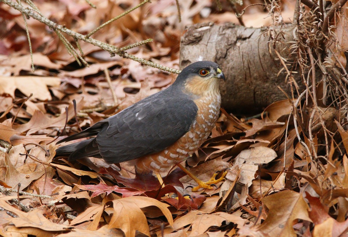 Sharp-shinned Hawk - ML646754715