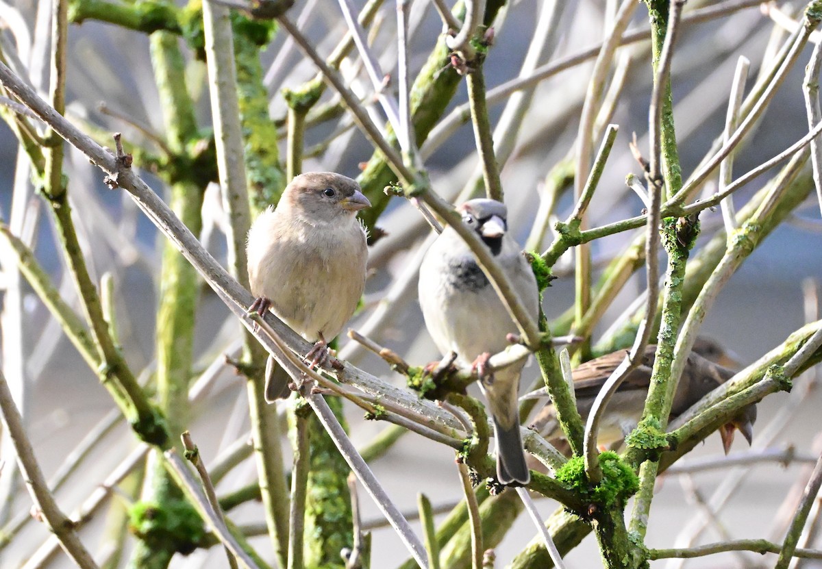 Haussperling - ML646754716