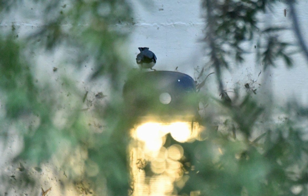 Black-throated Blue Warbler - ML646754717