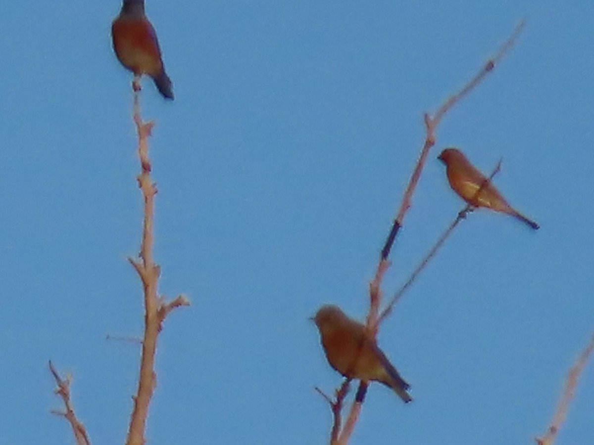 American Robin - ML646754718