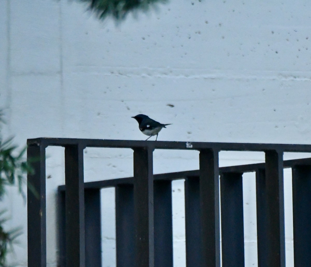 Black-throated Blue Warbler - ML646754719