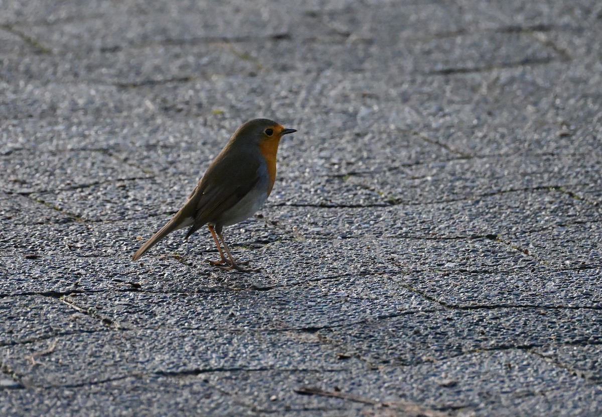 Rotkehlchen - ML646754720