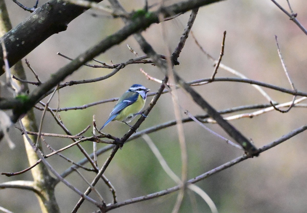 Eurasian Blue Tit - ML646754722