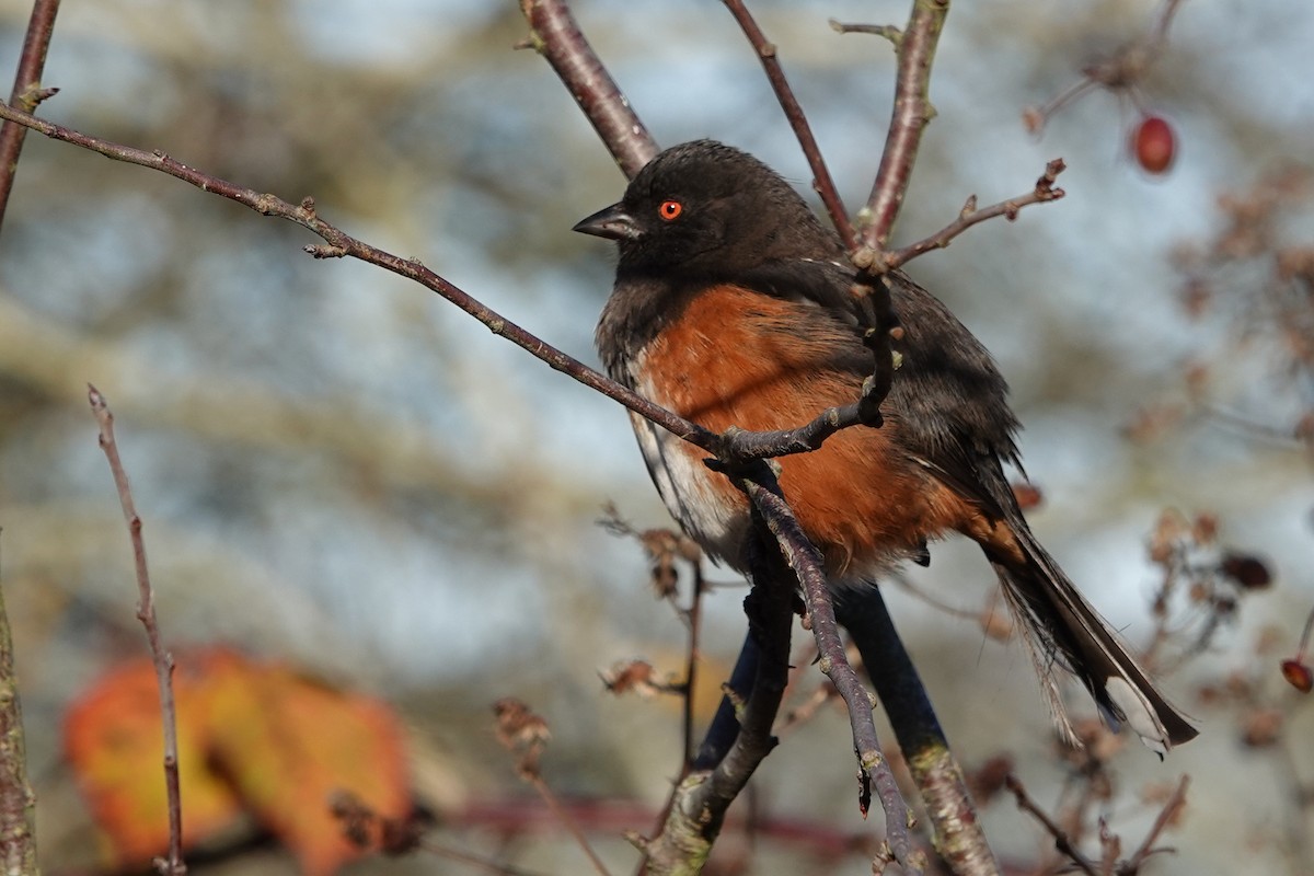 Toquí Moteado - ML646754723
