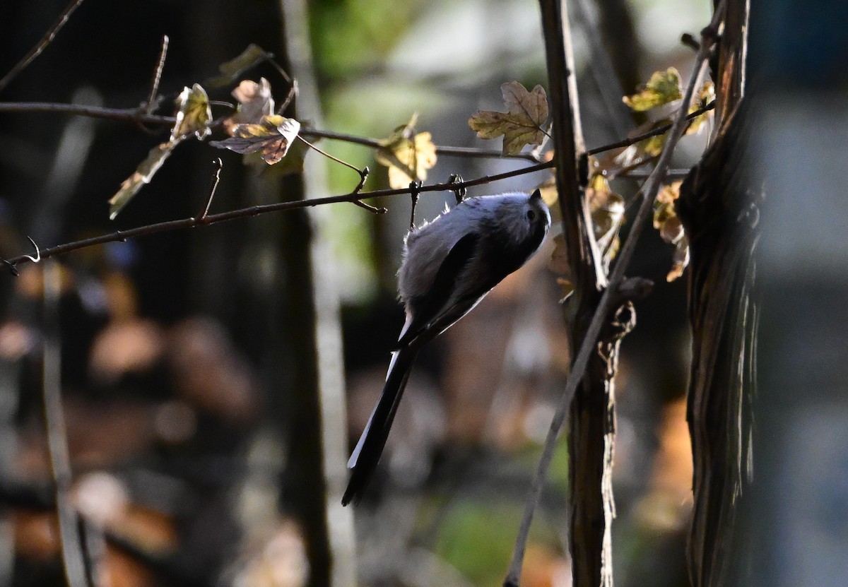 Schwanzmeise - ML646754724