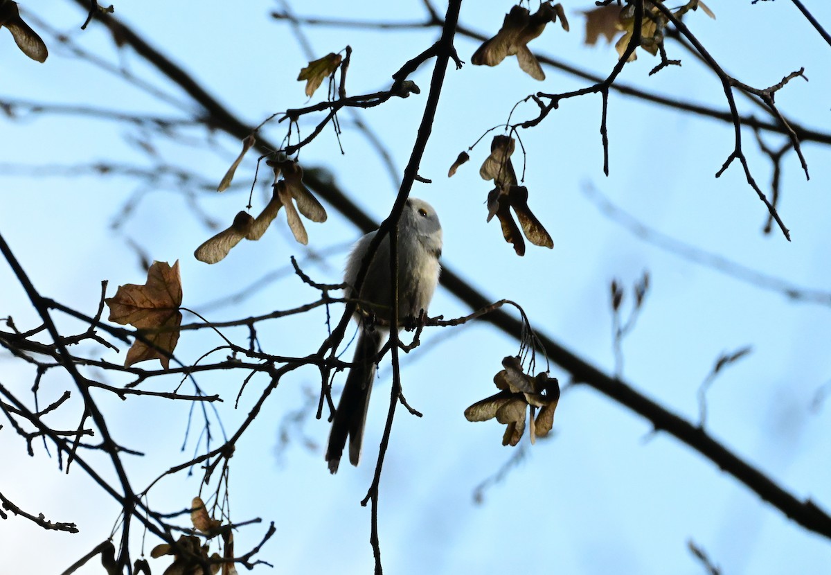 Schwanzmeise - ML646754725