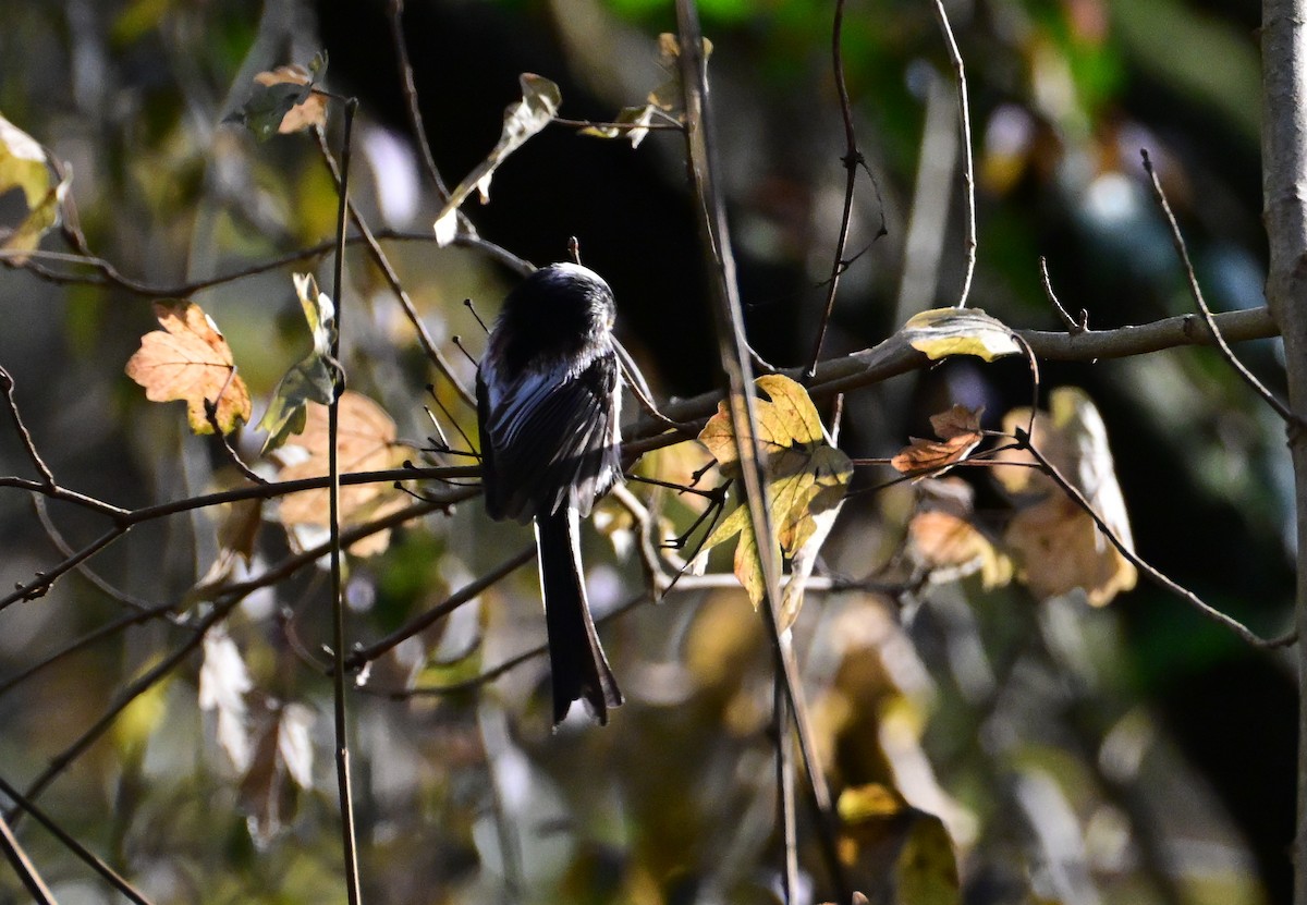 Schwanzmeise - ML646754726