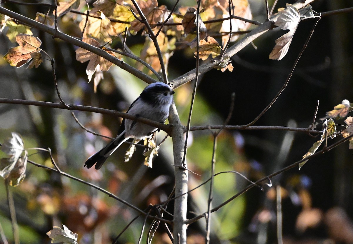 Schwanzmeise - ML646754727