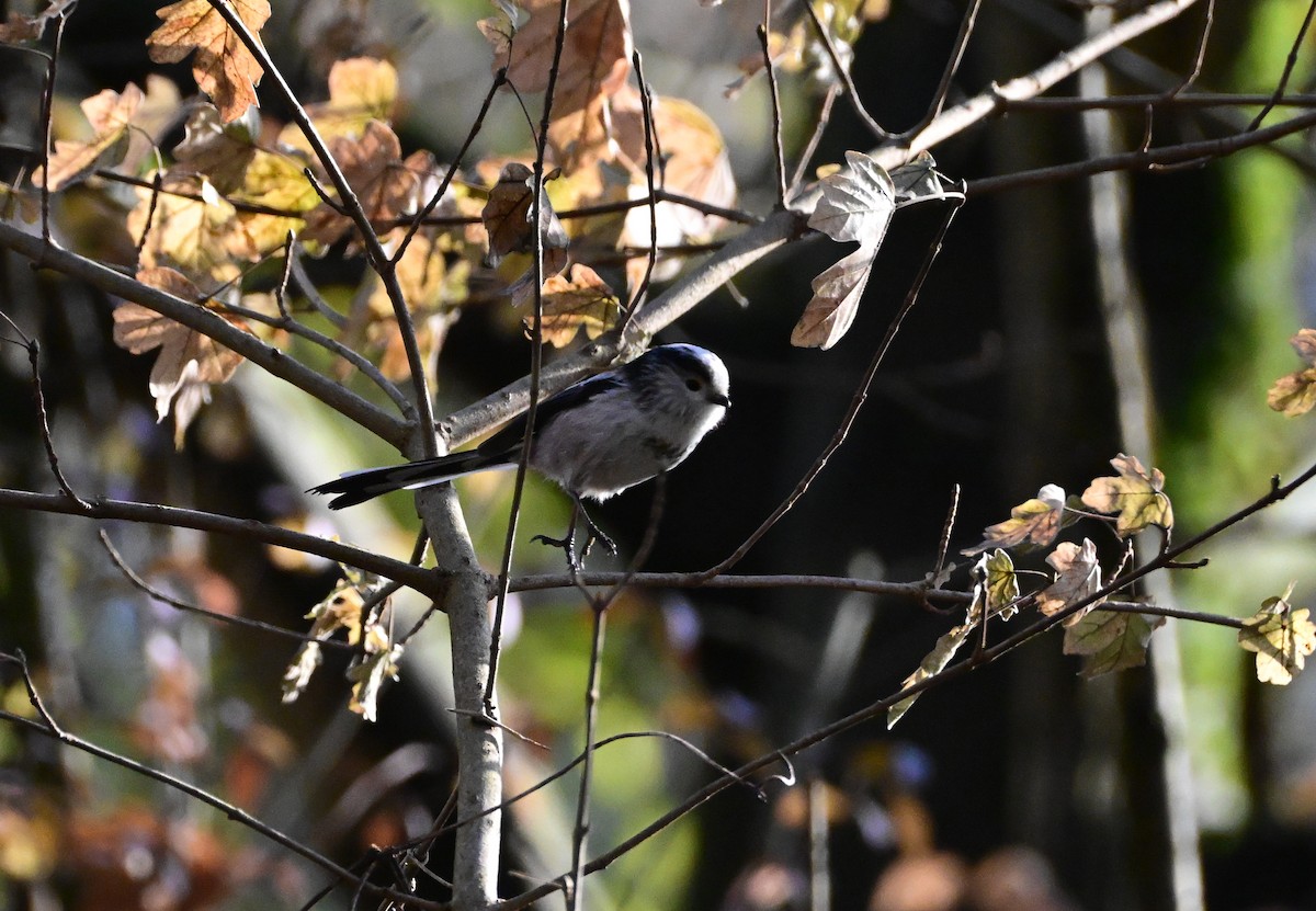 Schwanzmeise - ML646754728