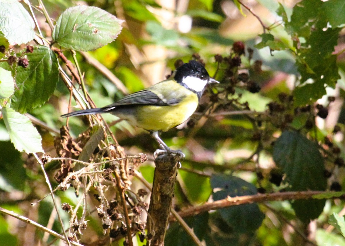 Great Tit - ML646754729