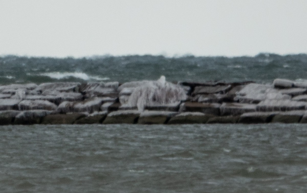 Snowy Owl - ML646754730