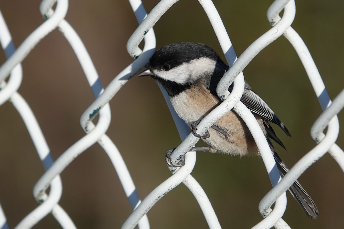 Гаїчка світлокрила - ML646754738