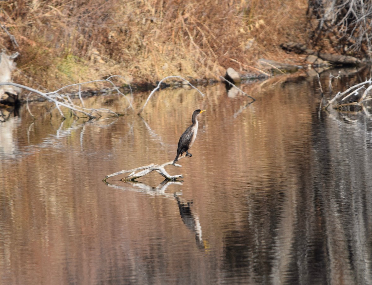 totoppskarv - ML646754739