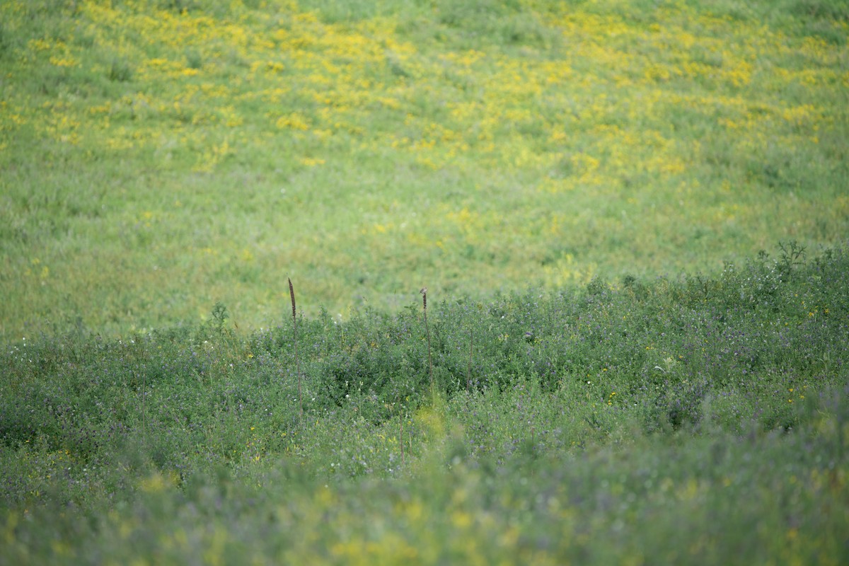 Grasshopper Sparrow - ML646754741