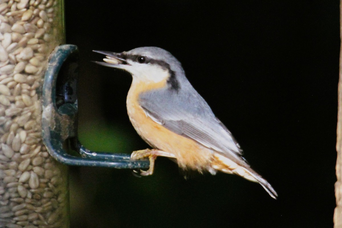 Garrapo eurasiarra - ML646754743