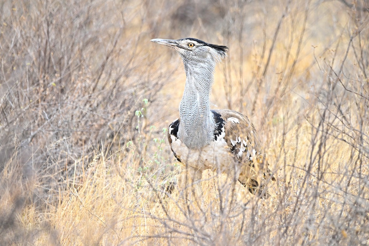 アフリカオオノガン - ML646754744