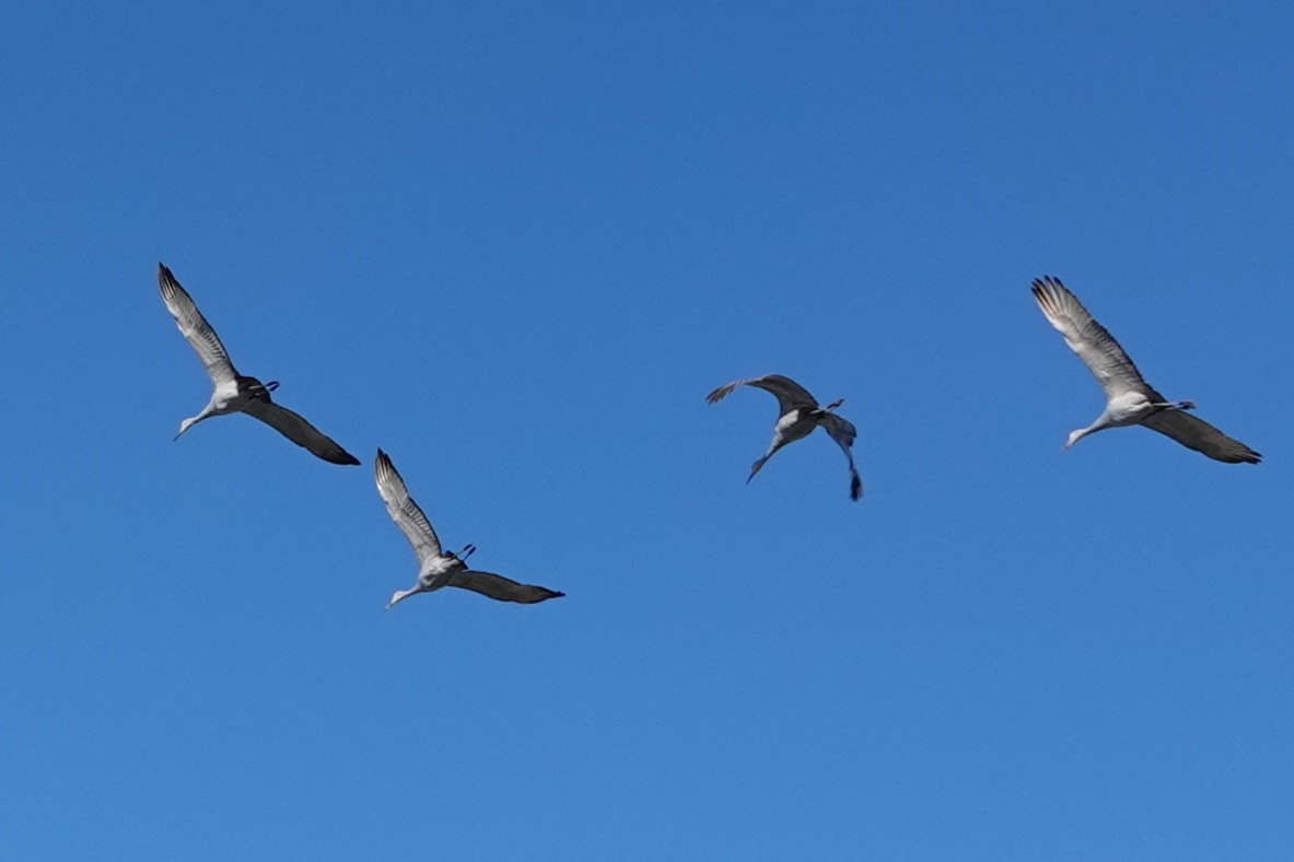 Grulla Canadiense - ML646754746