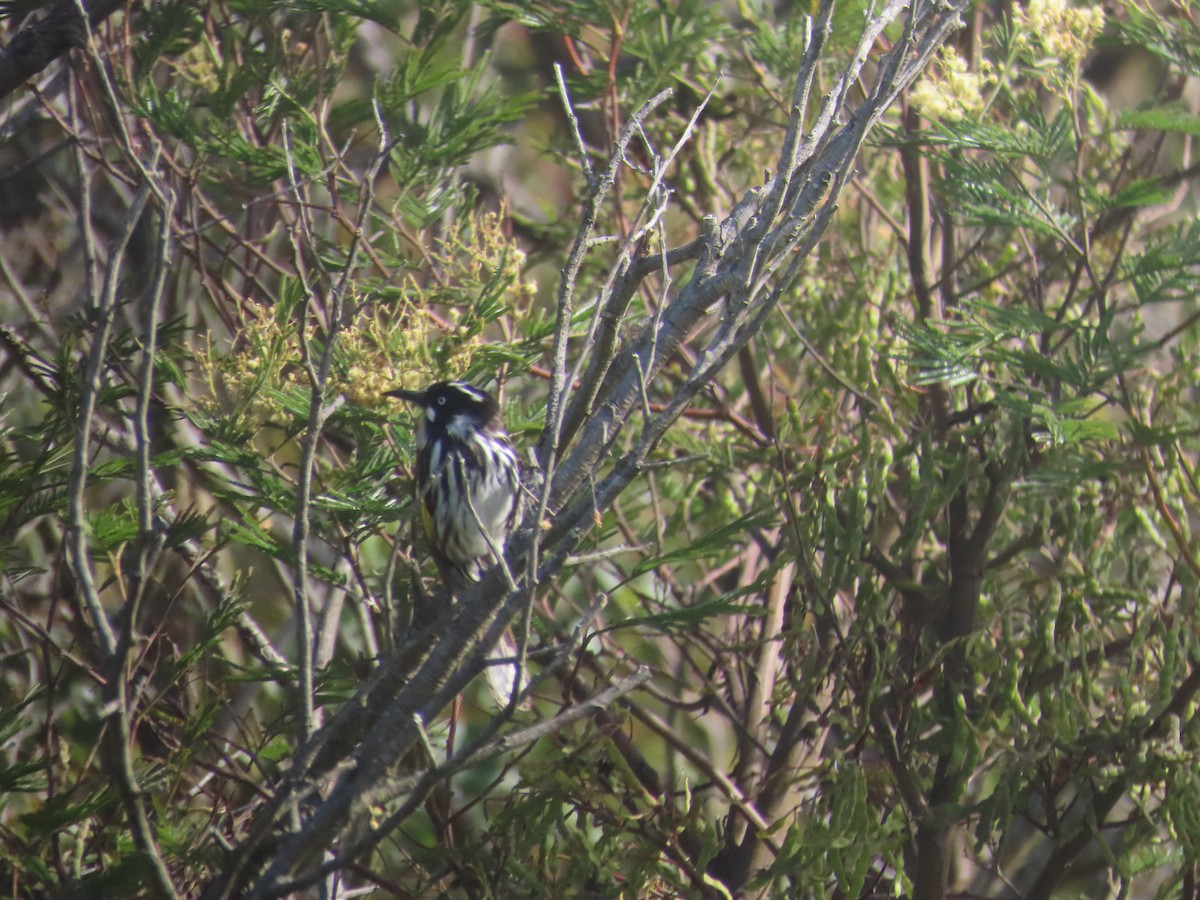 New Holland Honeyeater - ML646754748