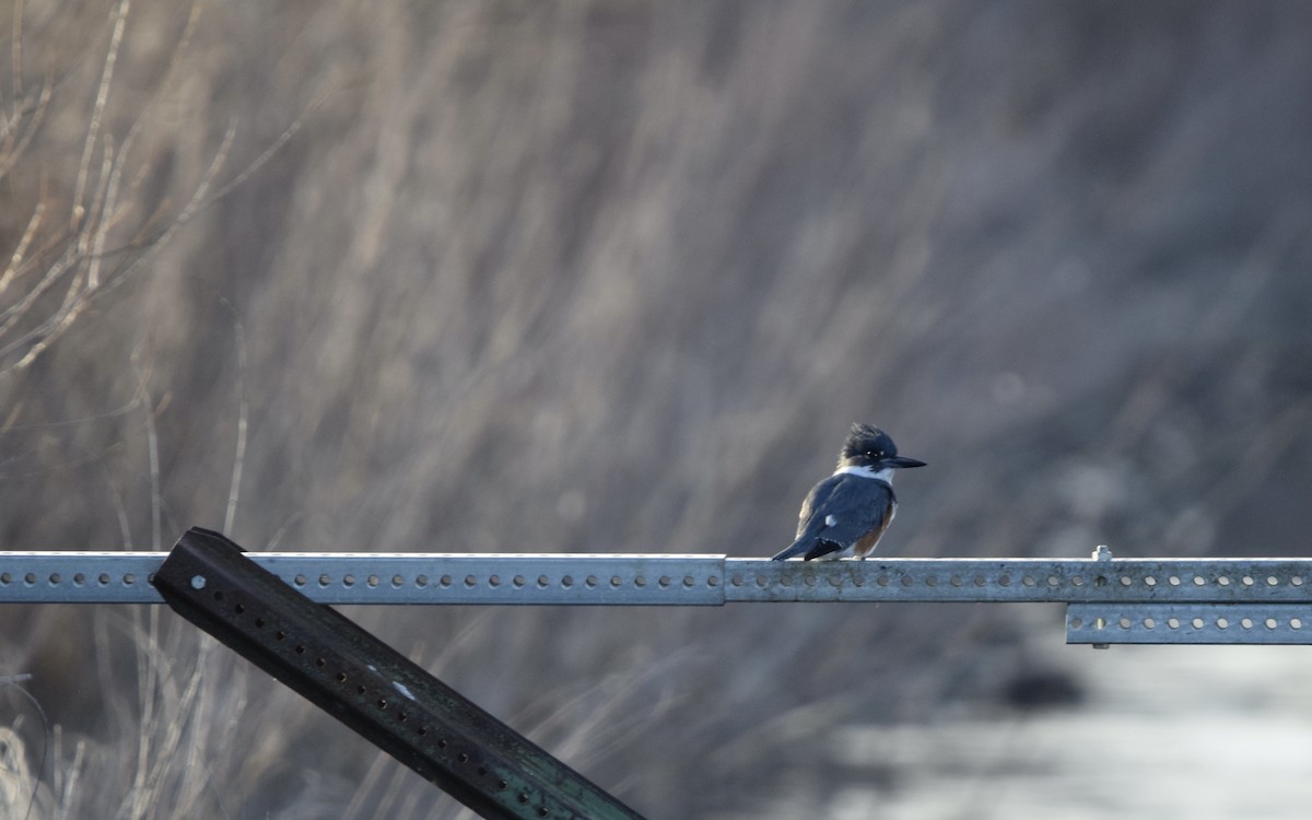 Gürtelfischer - ML646754749