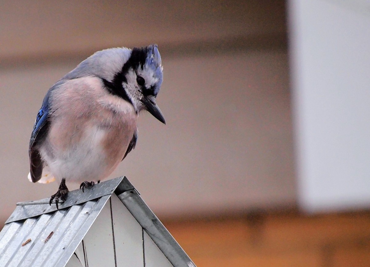 Blue Jay - ML646754753