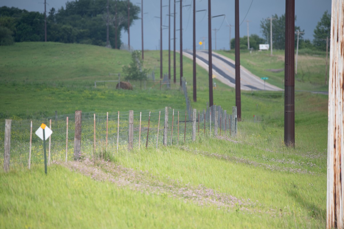 Dickcissel - ML646754754