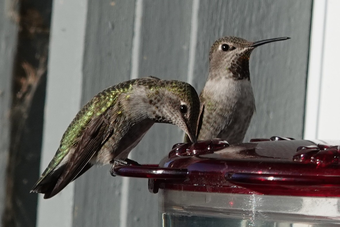 Colibrí de Anna - ML646754755