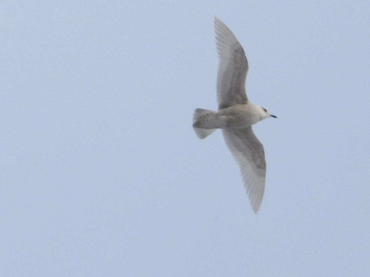 Мартин гренландський - ML646754757