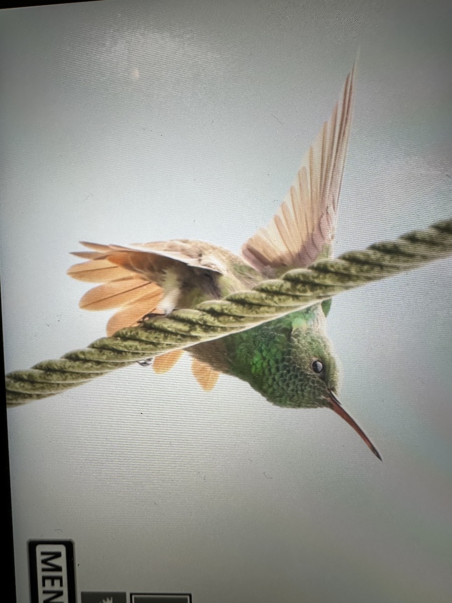 Ariane à ventre vert - ML646754758