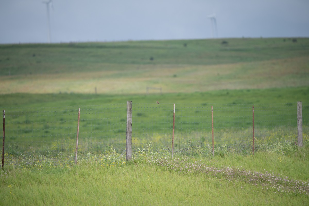 Dickcissel - ML646754759