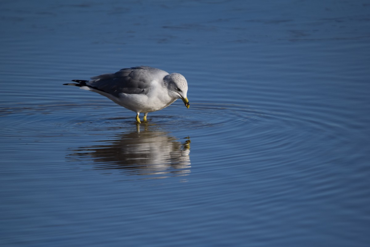 Ringschnabelmöwe - ML646754763