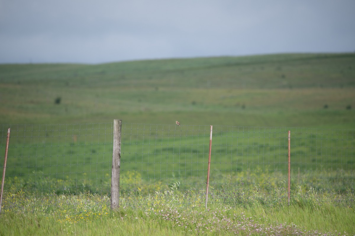 Dickcissel - ML646754764