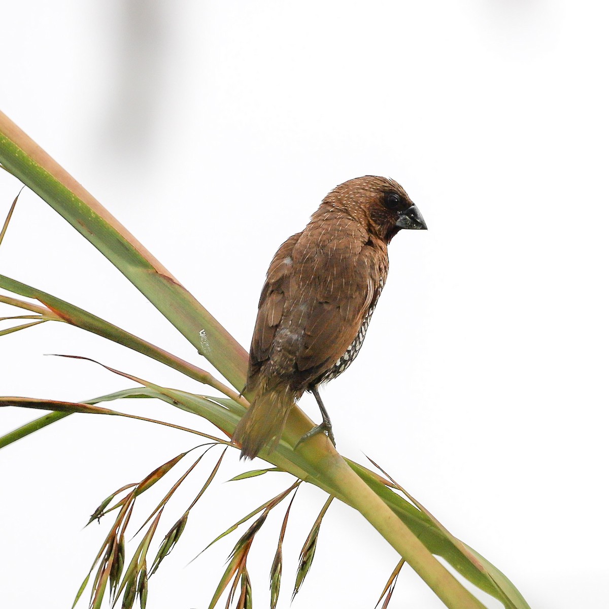 Scaly-breasted Munia - ML646754765