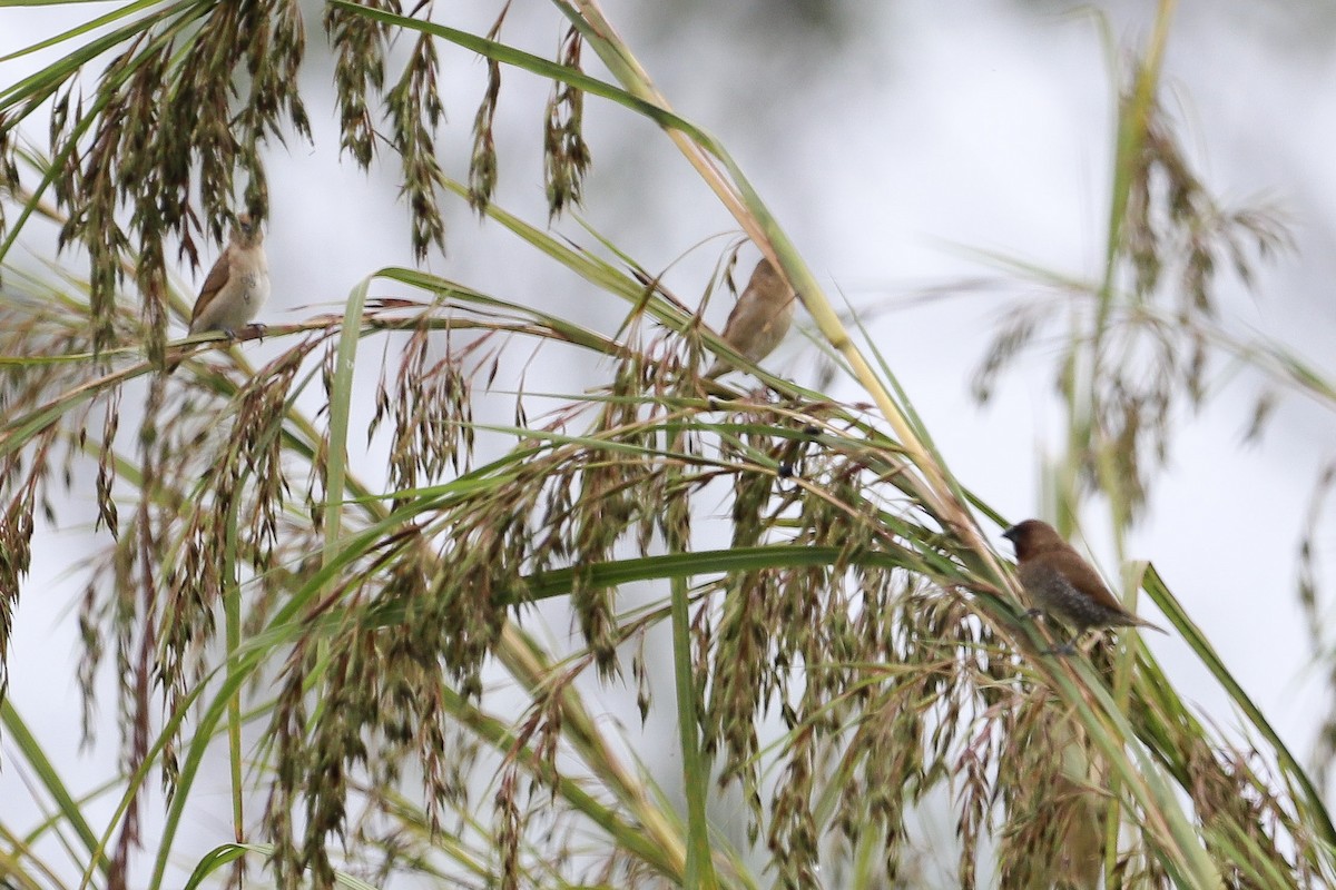 Scaly-breasted Munia - ML646754766