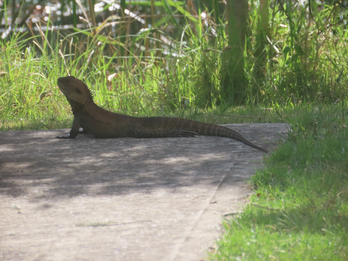 Gippsland Water Dragon - ML646754767