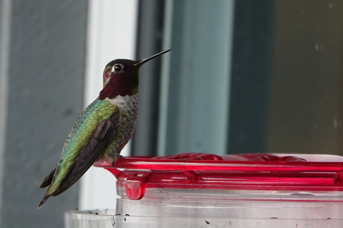 Colibrí de Anna - ML646754768